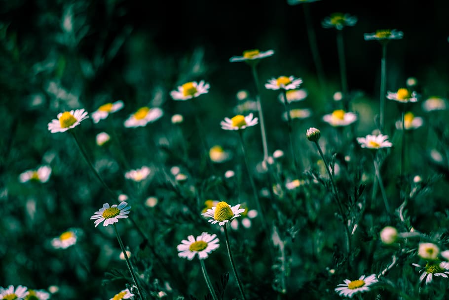 Selective Focus of White Petaled Flowers, bloom, blooming, blossom HD wallpaper