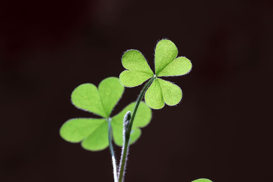 clover, shamrock, macro, good luck, plants, green, leaf, nature, HD wallpaper