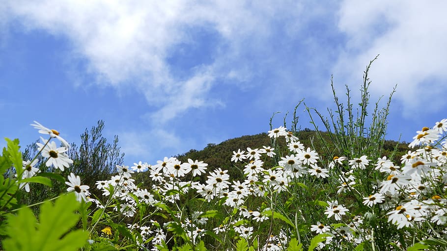 madeira, mountains, sky, plant, nature, landscape, magerite HD wallpaper