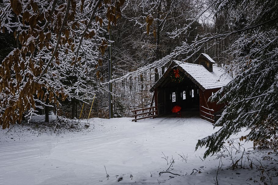 shed covered by snow, tree, cold temperature, winter, built structure HD wallpaper
