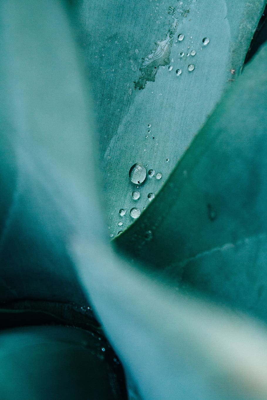 green and white floral textile, water, drop, wet, close-up, plant part HD wallpaper