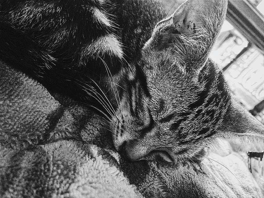 vietnam, cat, cat-lover, pets, black, white, domestic, mammal HD wallpaper
