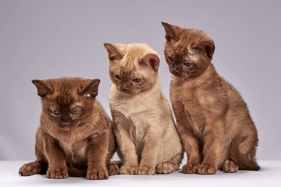 cute, little, sit, animals, kittens, cat, breed burmese, pets HD wallpaper
