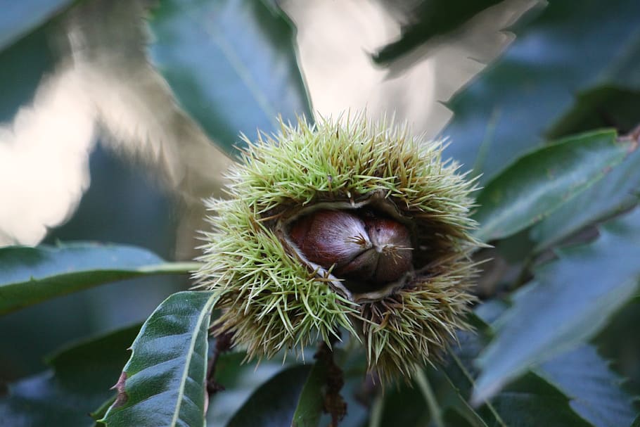 chestnuts, fall, nature, season, fruit, botany, close-up, green color HD wallpaper