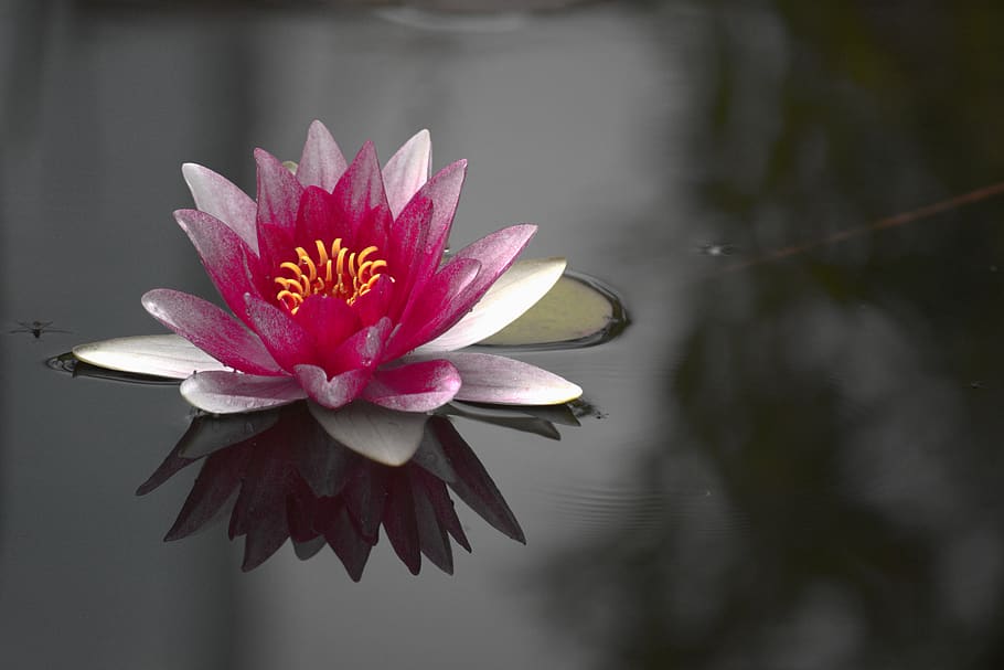 germany, pond, water lily, flower, flowering plant, freshness HD wallpaper