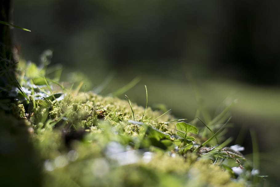 moss, plant, outdoors, nature, vegetation, photo, photography HD wallpaper