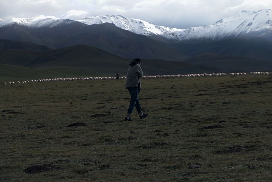 snowmountain, grass, boy, sheep, goat, one person, real people HD wallpaper
