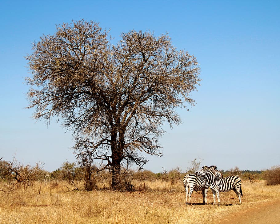 two zebras beside leafless tree, nature, grassland, outdoors HD wallpaper