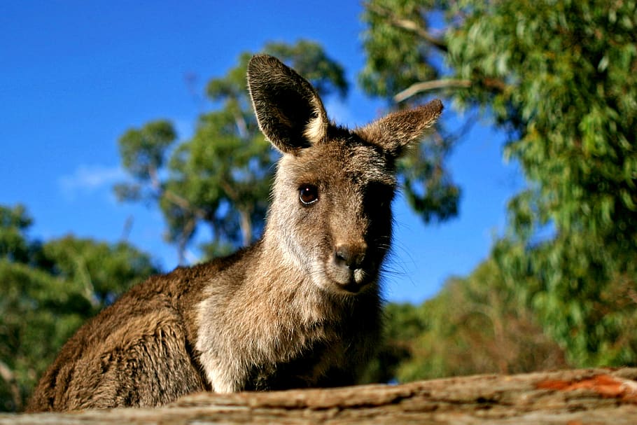 kangaroo, australia, nature, marsupial, wildlife, animal, aussie, HD wallpaper