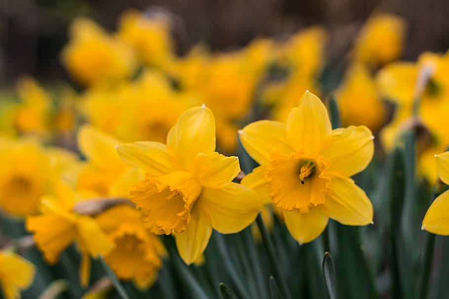 Yellow Daffodils in Selective Focus Photography, beautiful, blooming HD wallpaper