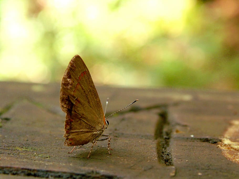 united states, helen, invertebrate, one animal, insect, animal themes HD wallpaper