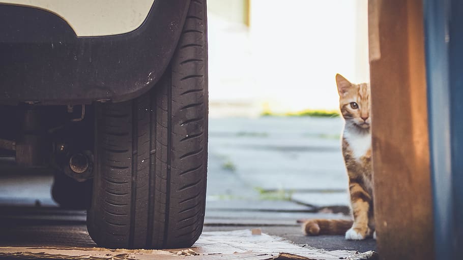 united kingdom, glasgow, kitten, cat, mammal, animal themes HD wallpaper