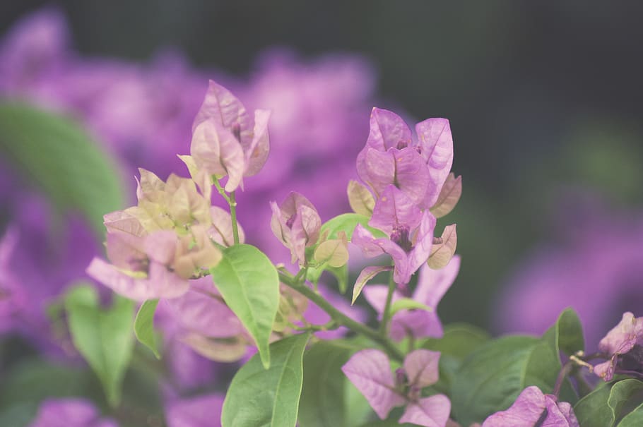 flowers, plants, pink, green, bougainvillea, tree, detail, macro HD wallpaper