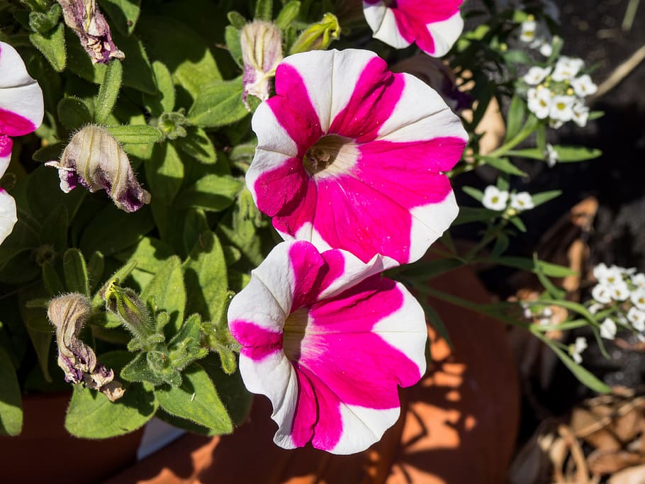 Pink and White Striped Flowers, Macro, Nature, Summer, garden HD wallpaper