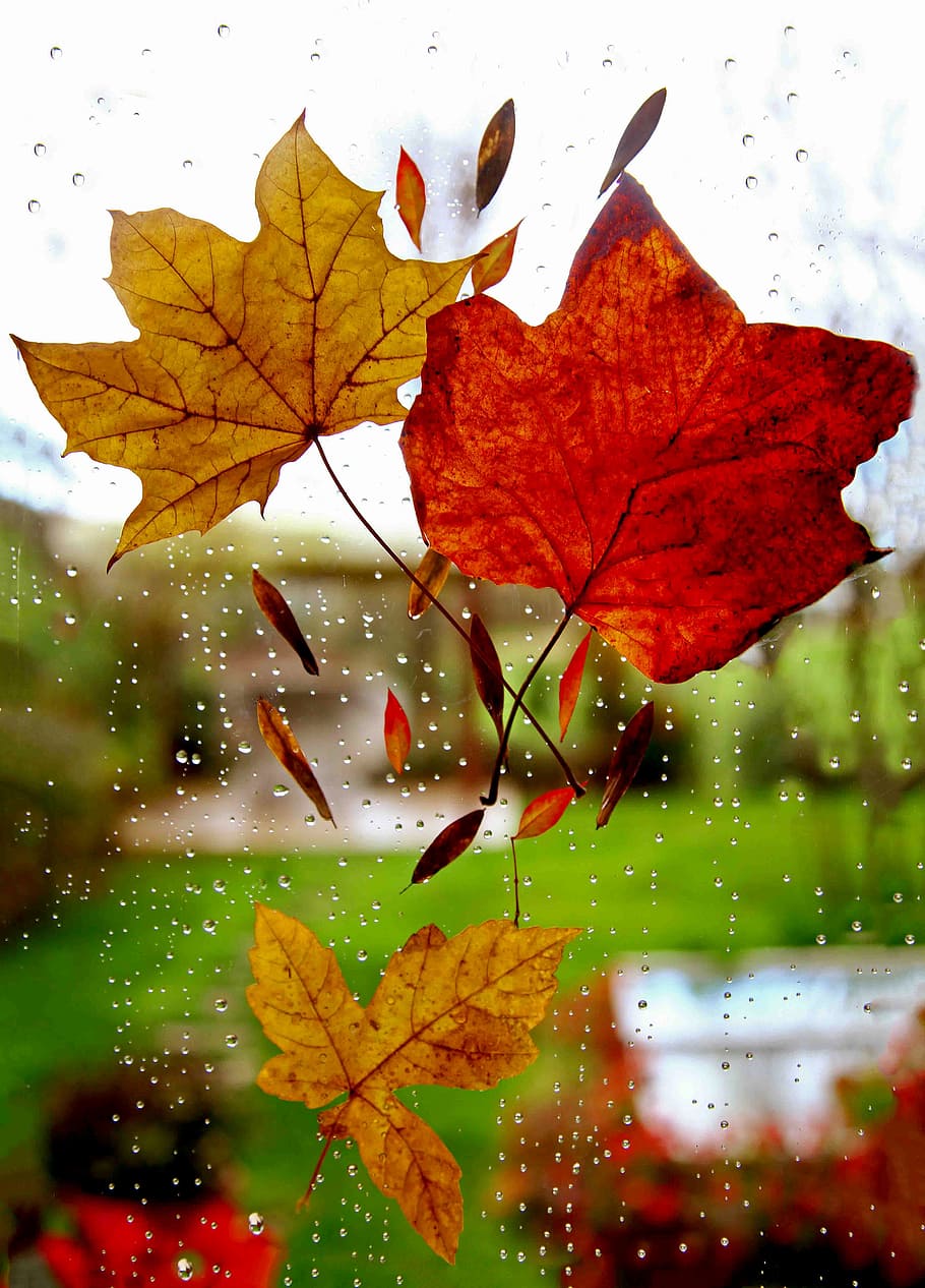 Three Maple Leaves On Window, rain, season, tree, wet, leaf, plant part HD wallpaper