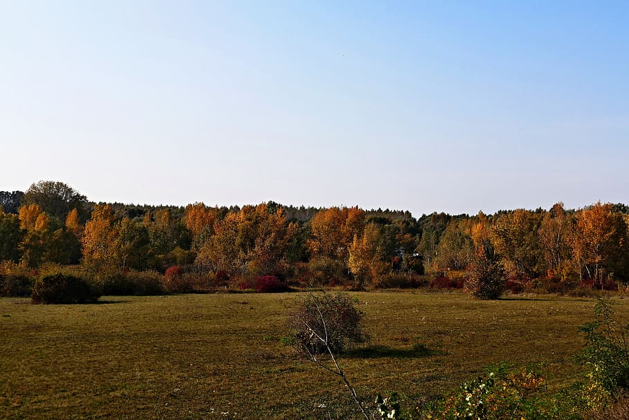nature, country, meadow, trees, autumn, the sky, plant, tranquil scene HD wallpaper