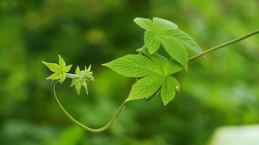 plants, greenness, nature, leaf, summer, wipes, the nature of the HD wallpaper