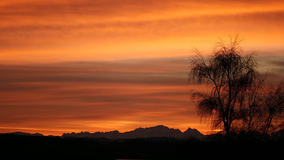 sunset, dawn, nature, dusk, evening, tree, landscape, silhouette HD wallpaper