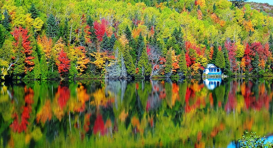 fall, lake, nature, landscape, colorful, autumn, plant, beauty in nature HD wallpaper