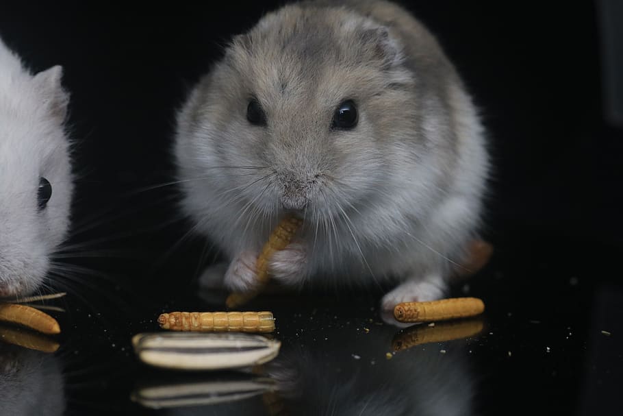 hamster, pets, small animals, mammal, rodent, one animal, eating HD wallpaper