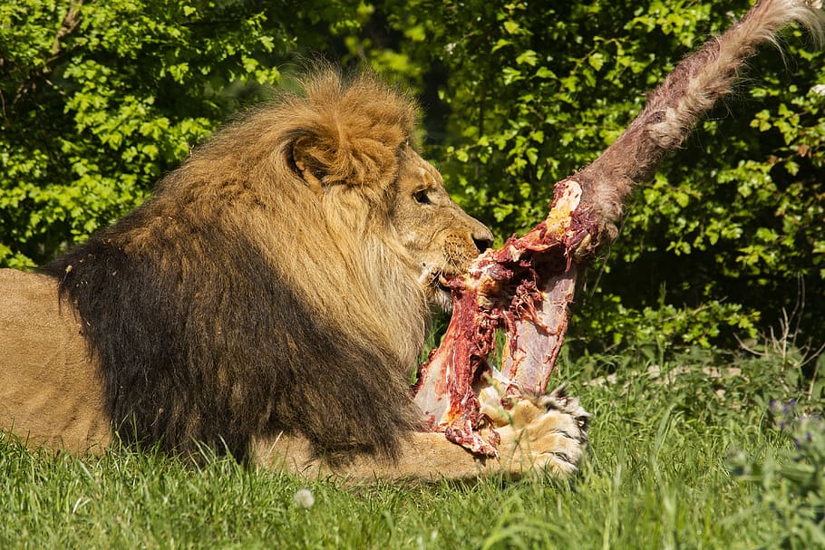 lion, zoo, expensive, predators, wild, carnivorous, mane, eat HD wallpaper