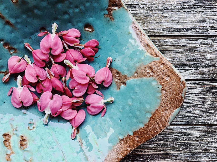 bleeding hearts, pink, flower, spring, floral, garden, flowering plant HD wallpaper