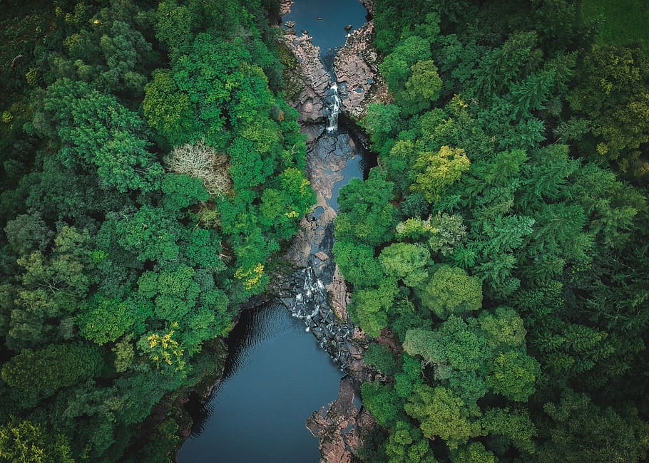 river and forest during day, green color, water, plant, growth HD wallpaper