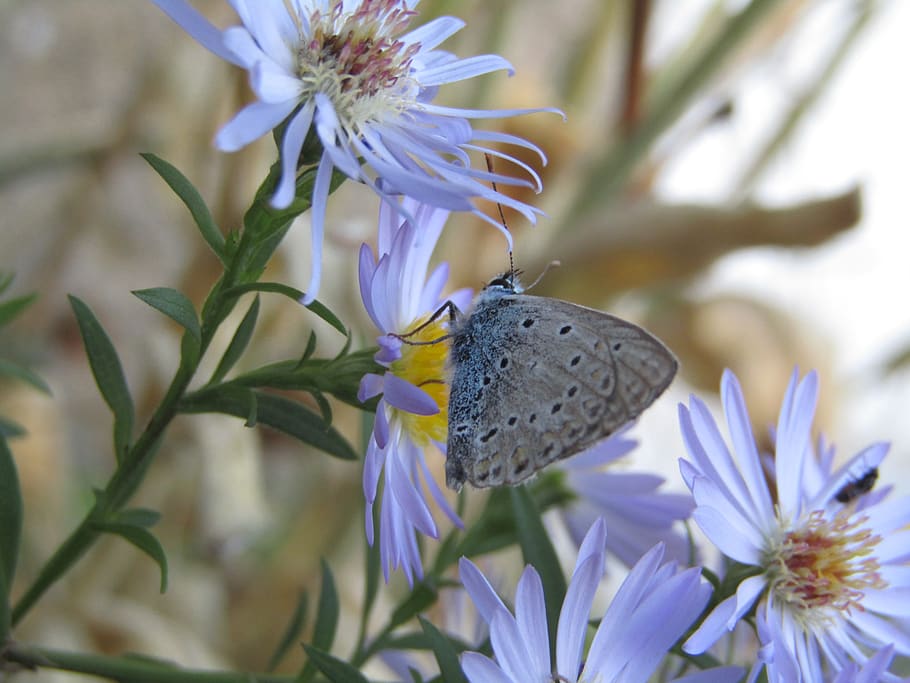azure, butterfly, azure cordouan, blue, grey, flowers, macro, HD wallpaper