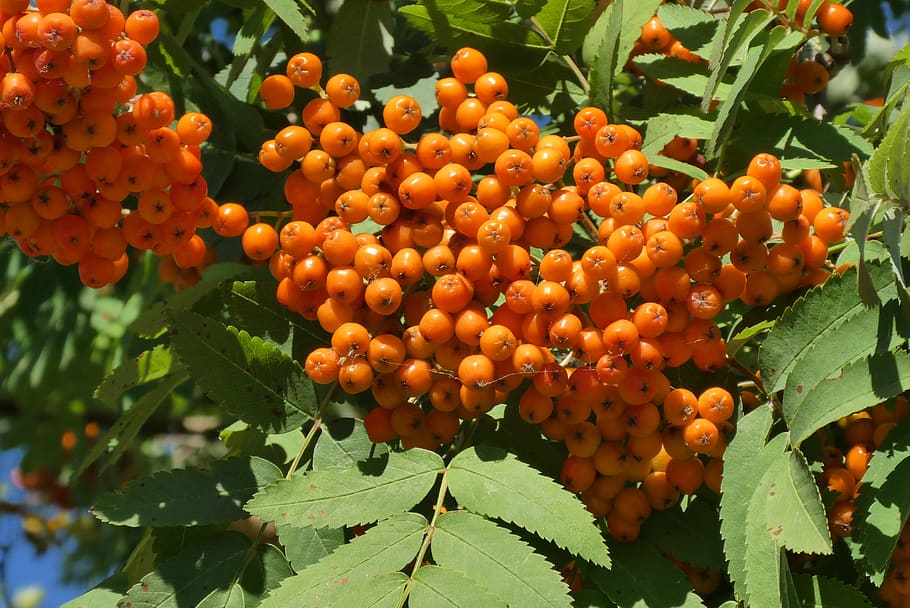 berries, rowan, orange, ripe, fruits, autumn, vegetable, decoration HD wallpaper