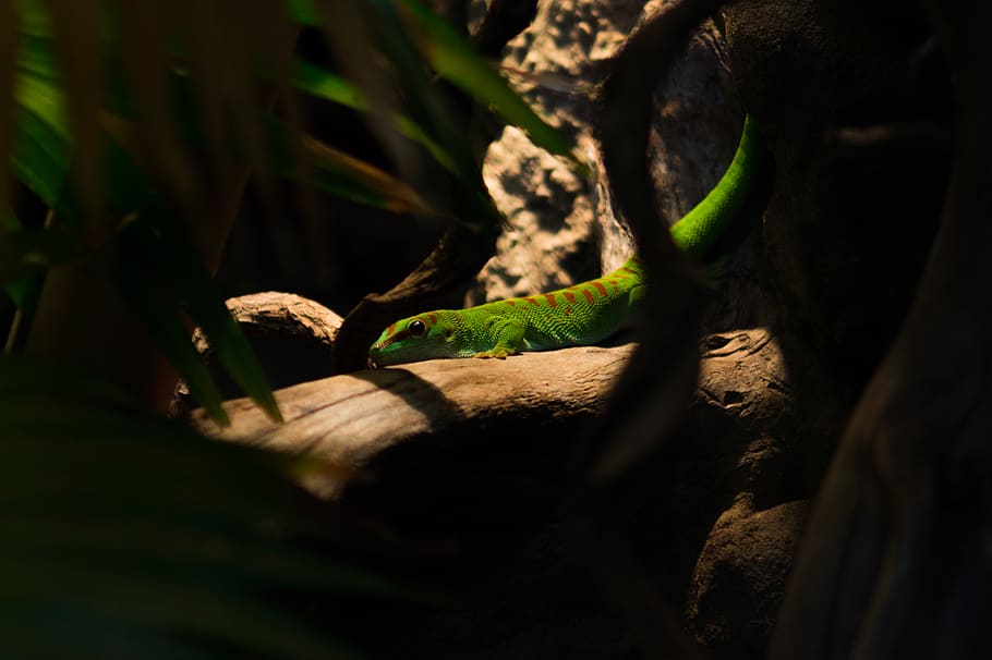 green, lizard, animal, animal themes, one animal, selective focus HD wallpaper