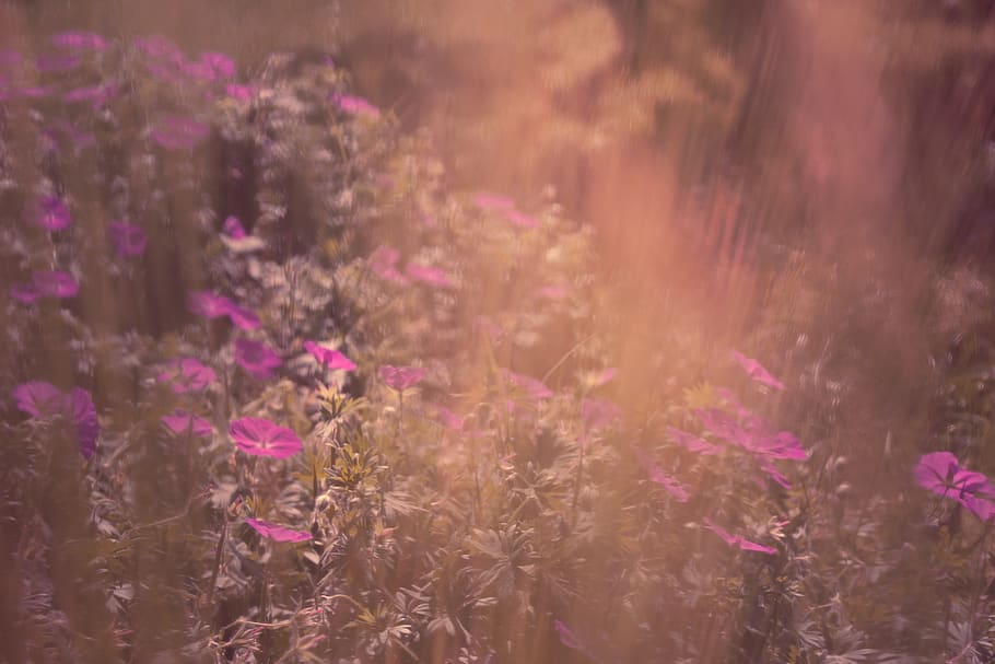 france, codognan, purple, nature, flower, plants, green, flowering plant HD wallpaper