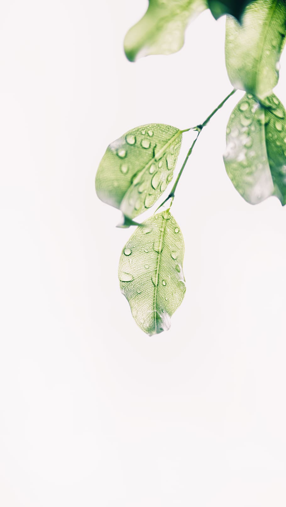 Water Drops on Green Leaves, branch, color, ecology, environment HD wallpaper