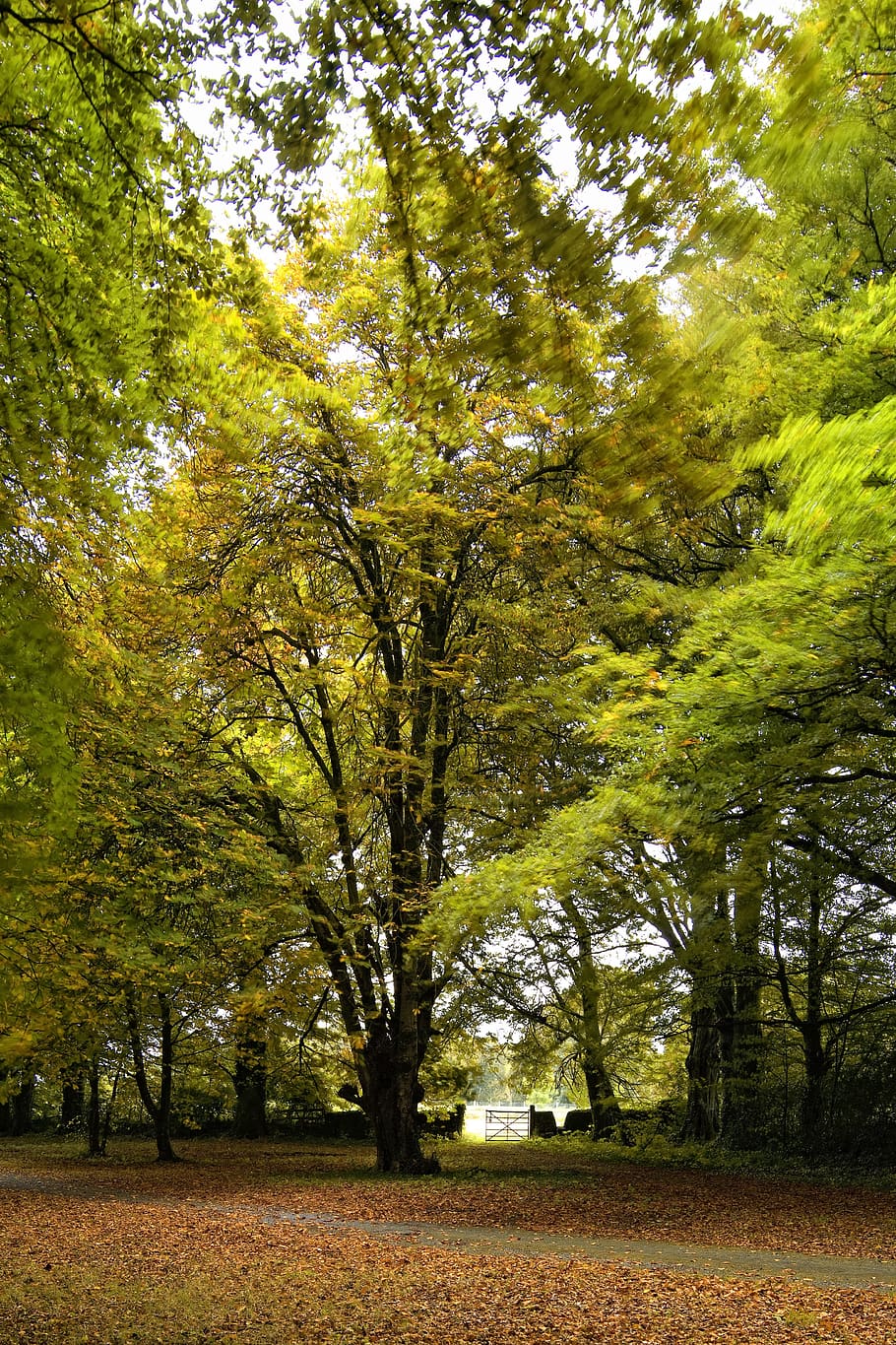 forest, gate, walk, wall, nature, wood, landscape, tree, rural HD wallpaper