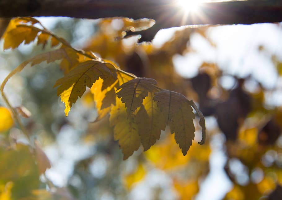 leaf, nature, autumn, forest, landscape, bright, sunrise, plant HD wallpaper