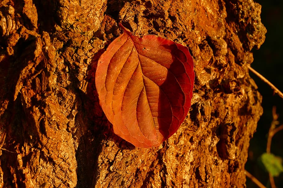 letter, bark, tree, forest, close-up, nature, autumn, plant HD wallpaper