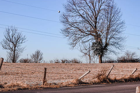 bare tree under blue sky, ground, plant, road, asphalt, tarmac HD wallpaper