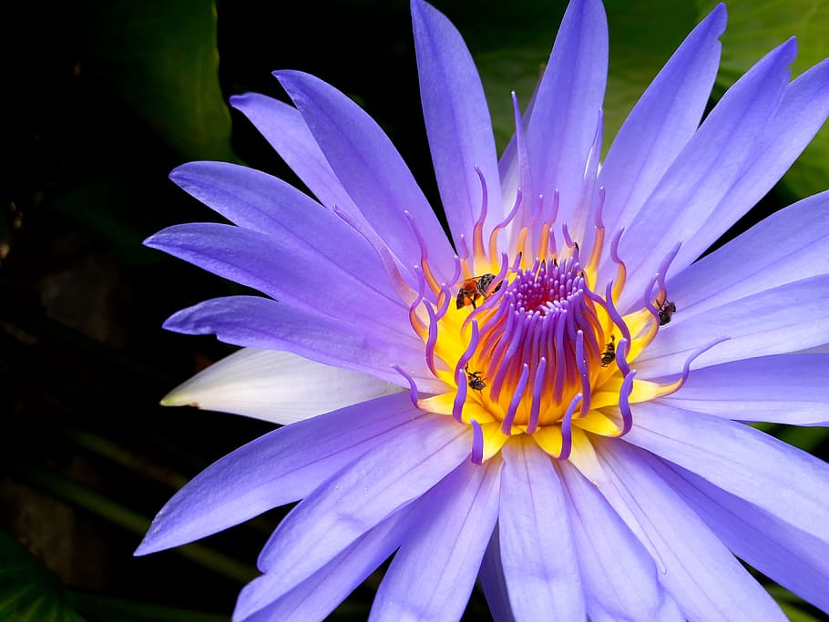 white-petaled flower, flowering plant, freshness, fragility, vulnerability HD wallpaper