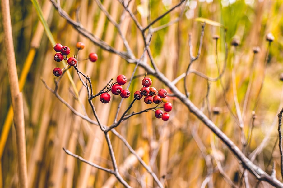 plant, food, fruit, focus on foreground, berry fruit, food and drink HD wallpaper