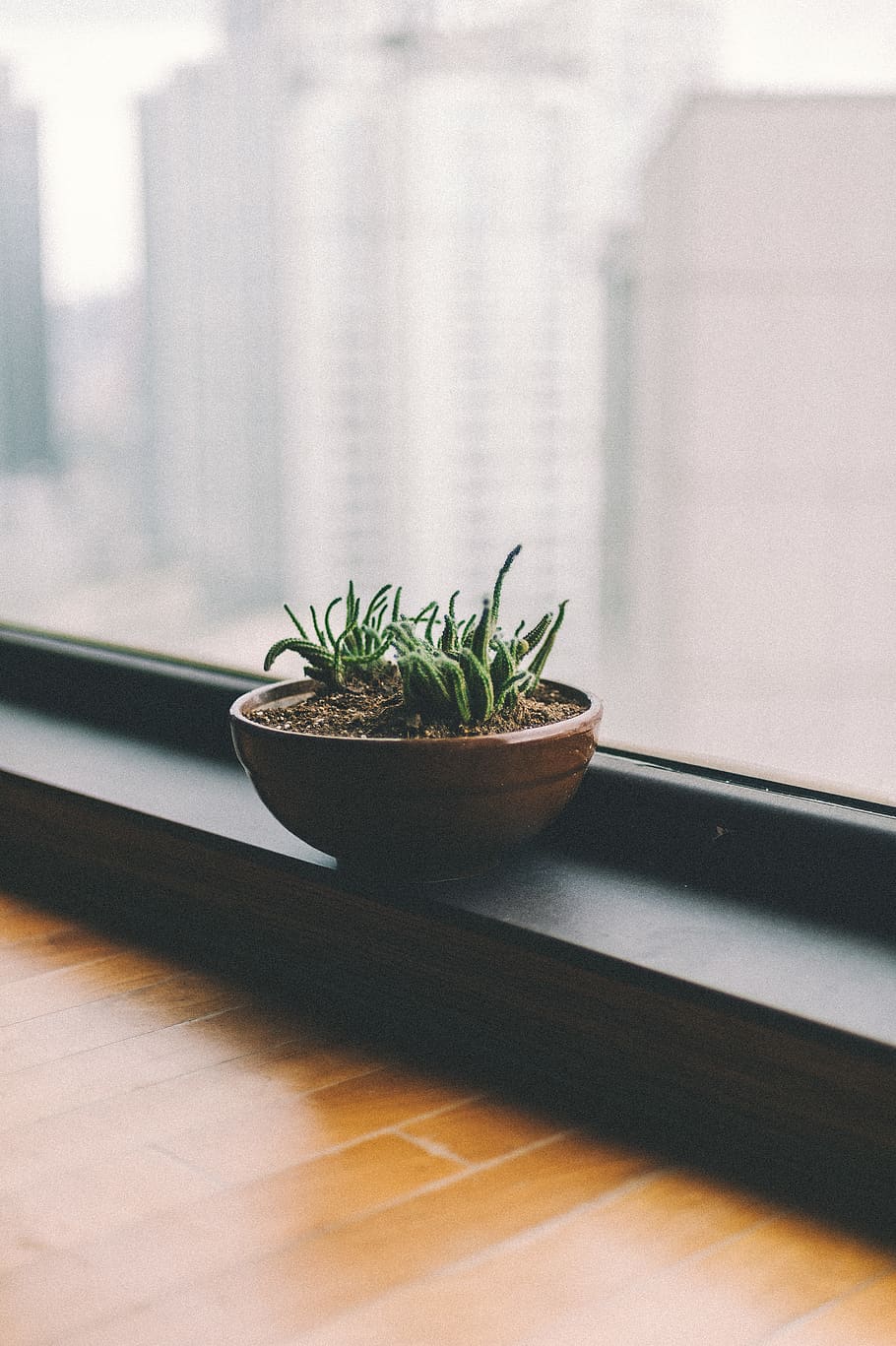 aloe vera plant, cactus, pot, window, flora, vase, jar, potted plant HD wallpaper