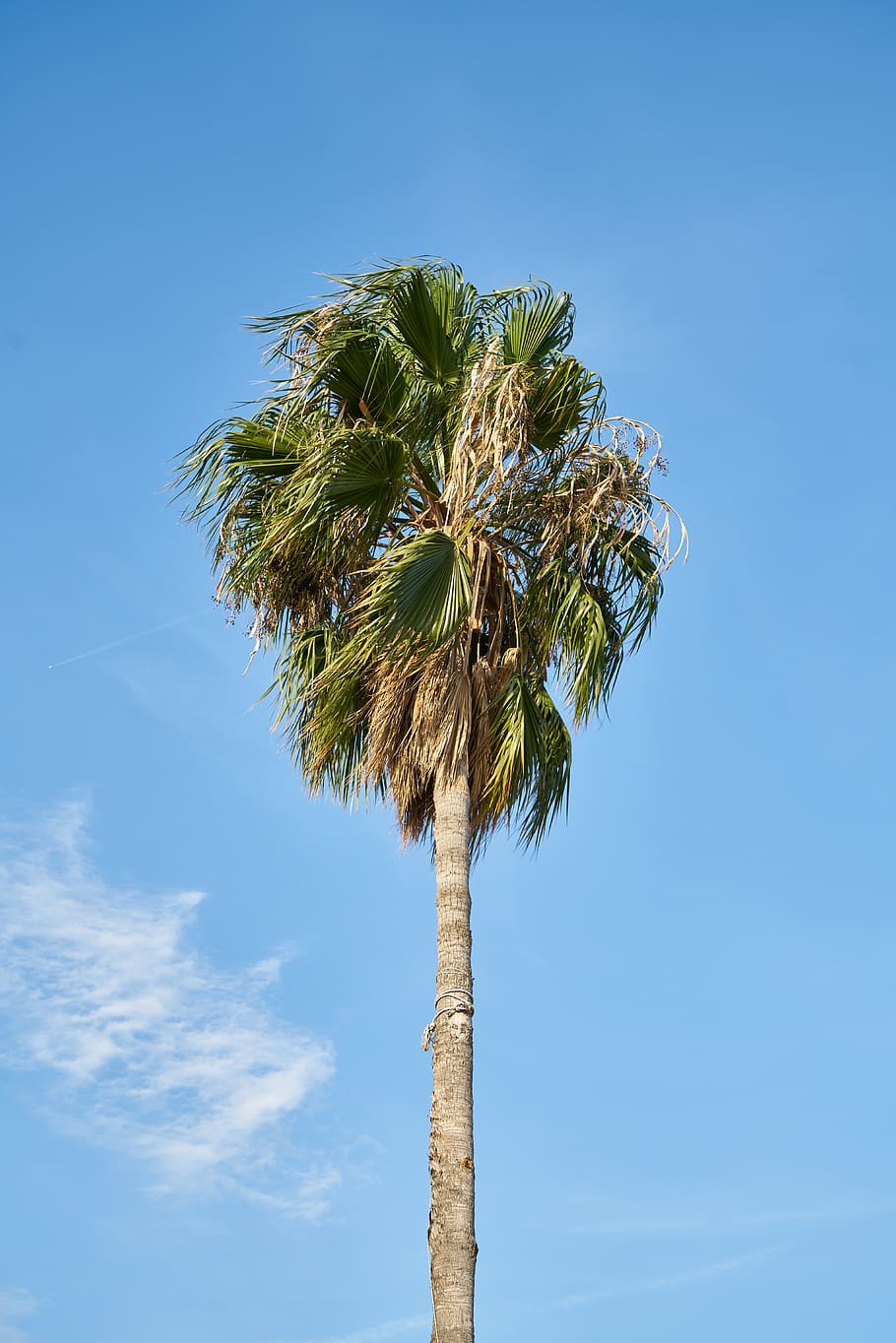 palm, tree, nature, tropical, summer, leaves, marine, plant, HD wallpaper