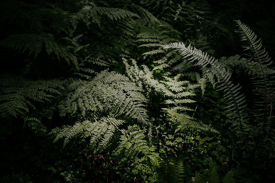 green plants, tree, growth, green color, nature, no people, fern HD wallpaper