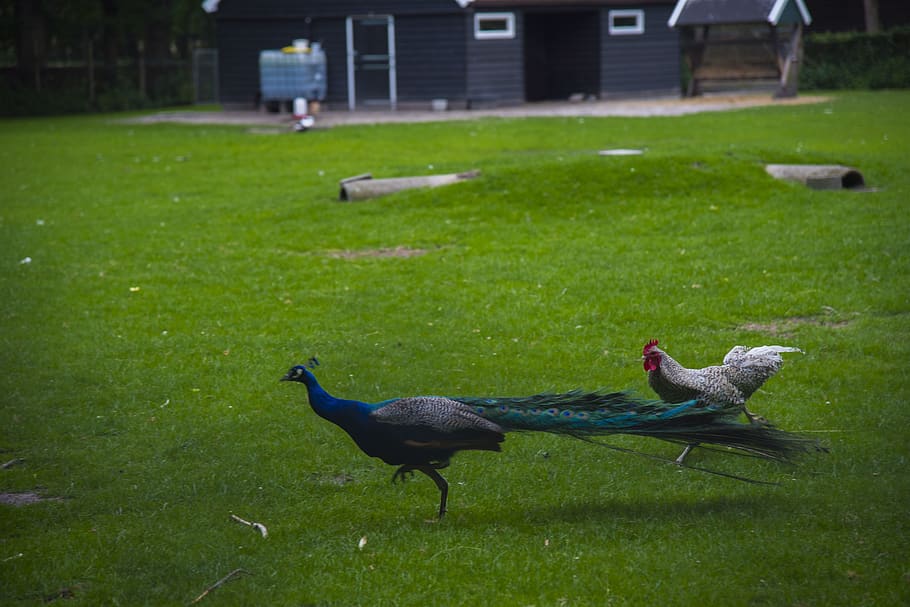 Bird farm. Птица ферма. Животные Нидерландов. Птицы на ферме фото. Птичья ферма фото.