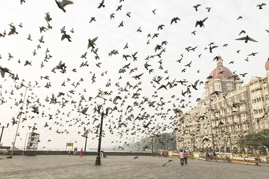 mumbai, india, taj hotels and resorts, birds, seaside, architecture, HD wallpaper