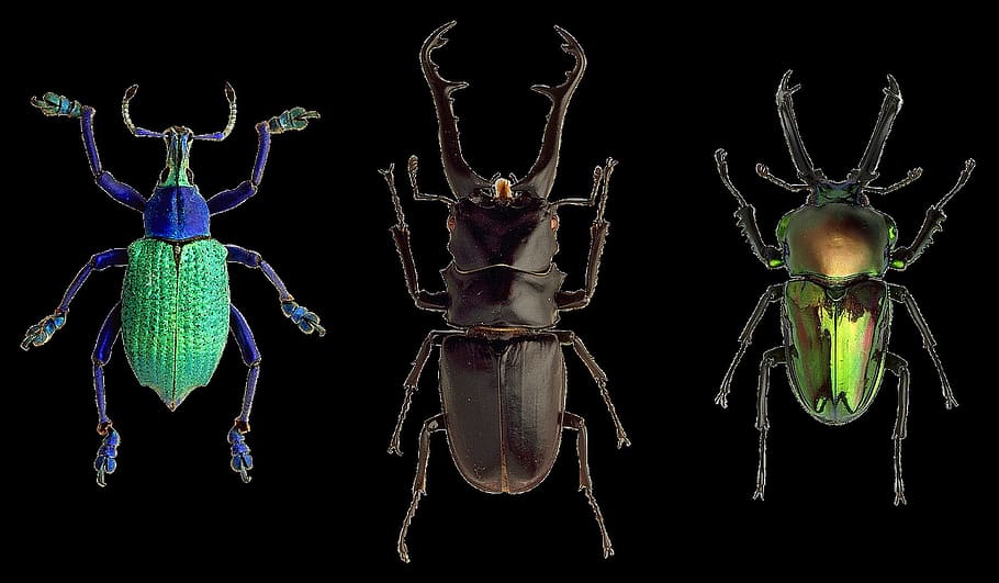 beetle, wild, animal, insect, nature, closeup, black background HD wallpaper