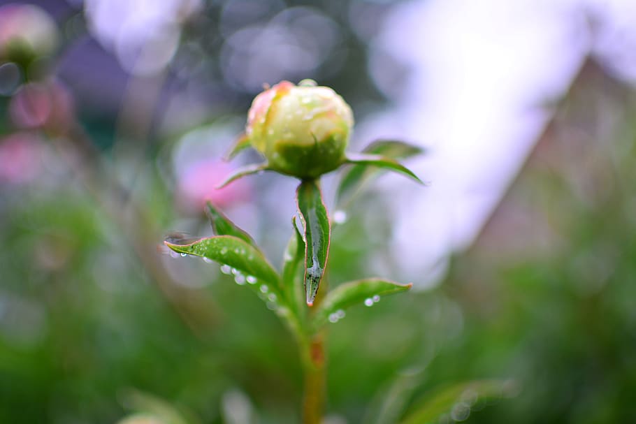 plant, herb, flower, macro, rain, raindrop, rain drop, water drop HD wallpaper
