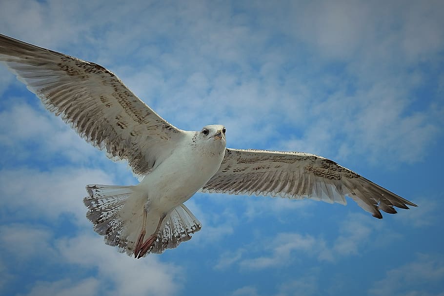 flight, common tern, birds, dom, sky, flying, animals in the wild HD wallpaper