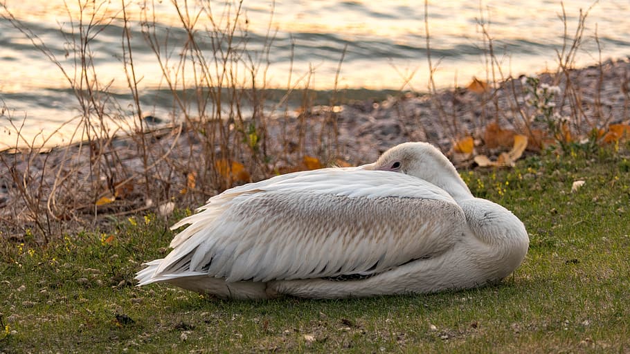 pelican, napping, water, bird, nature, sleep, animal, lazy HD wallpaper