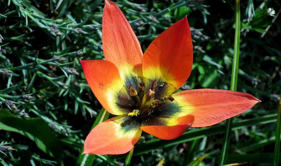 flower, colored, blooming, spring, the petals, beauty, nature HD wallpaper