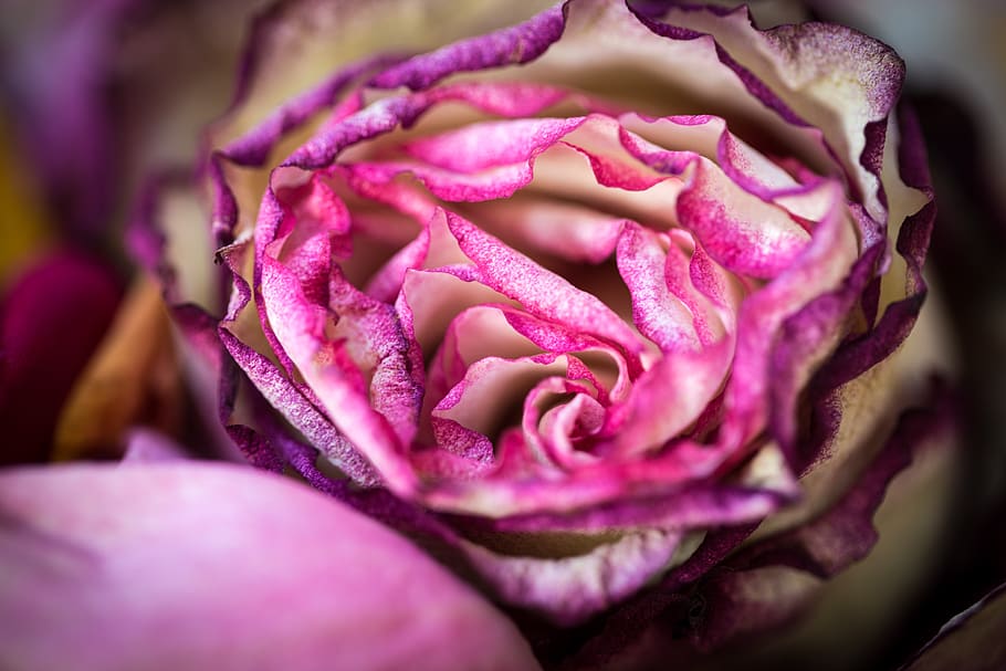 transient, blossom, bloom, roses, petals, withered, nature HD wallpaper