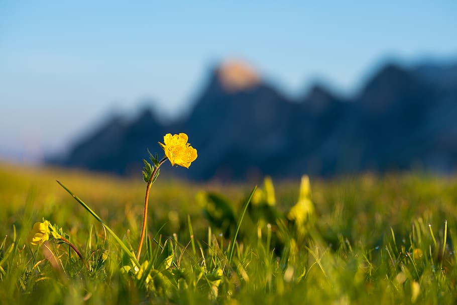 yellow petaled flower, grass, field, blossom, plant, flora, giau pass HD wallpaper